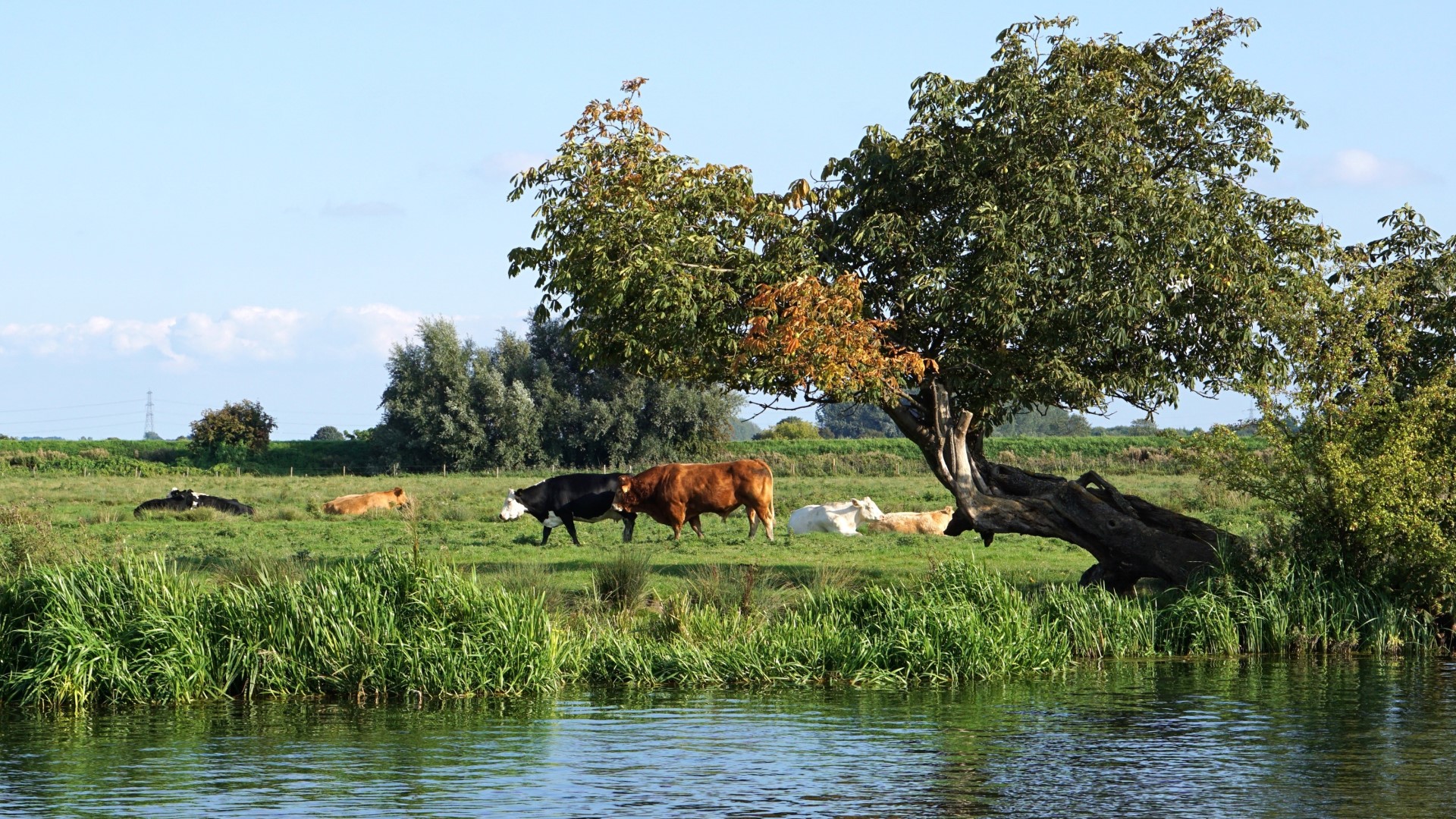 Beef cattle in a field by a river with trees